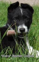 Black and white Female, medium coated border collie puppy
